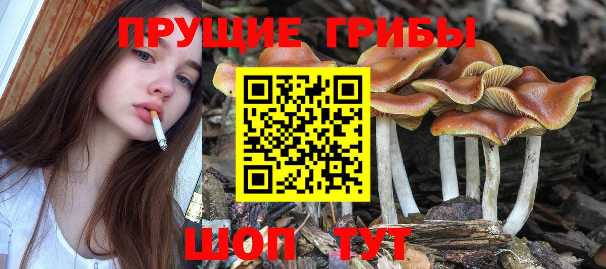 Псилоцибиновые грибы Cubensis Ростов-на-Дону